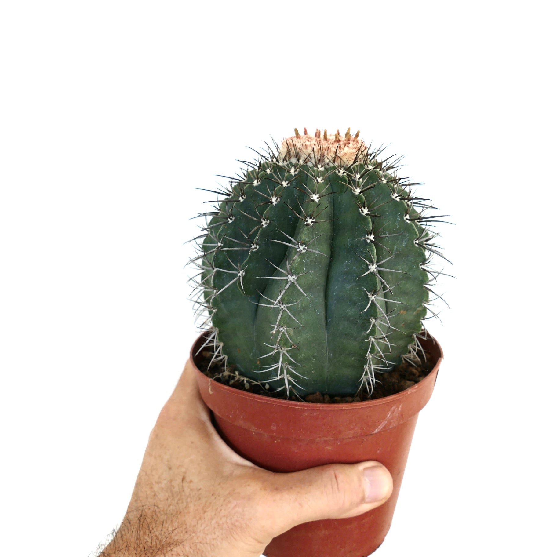 갈색 플라스틱 화분에 담긴 멜로카투스 글라우세센스 화이트 세팔리움의 측면 모습으로, 뚜렷한 가시와 위쪽의 엷은 세팔리움을 가진 구형의 능선이 있는 본체가 보입니다.