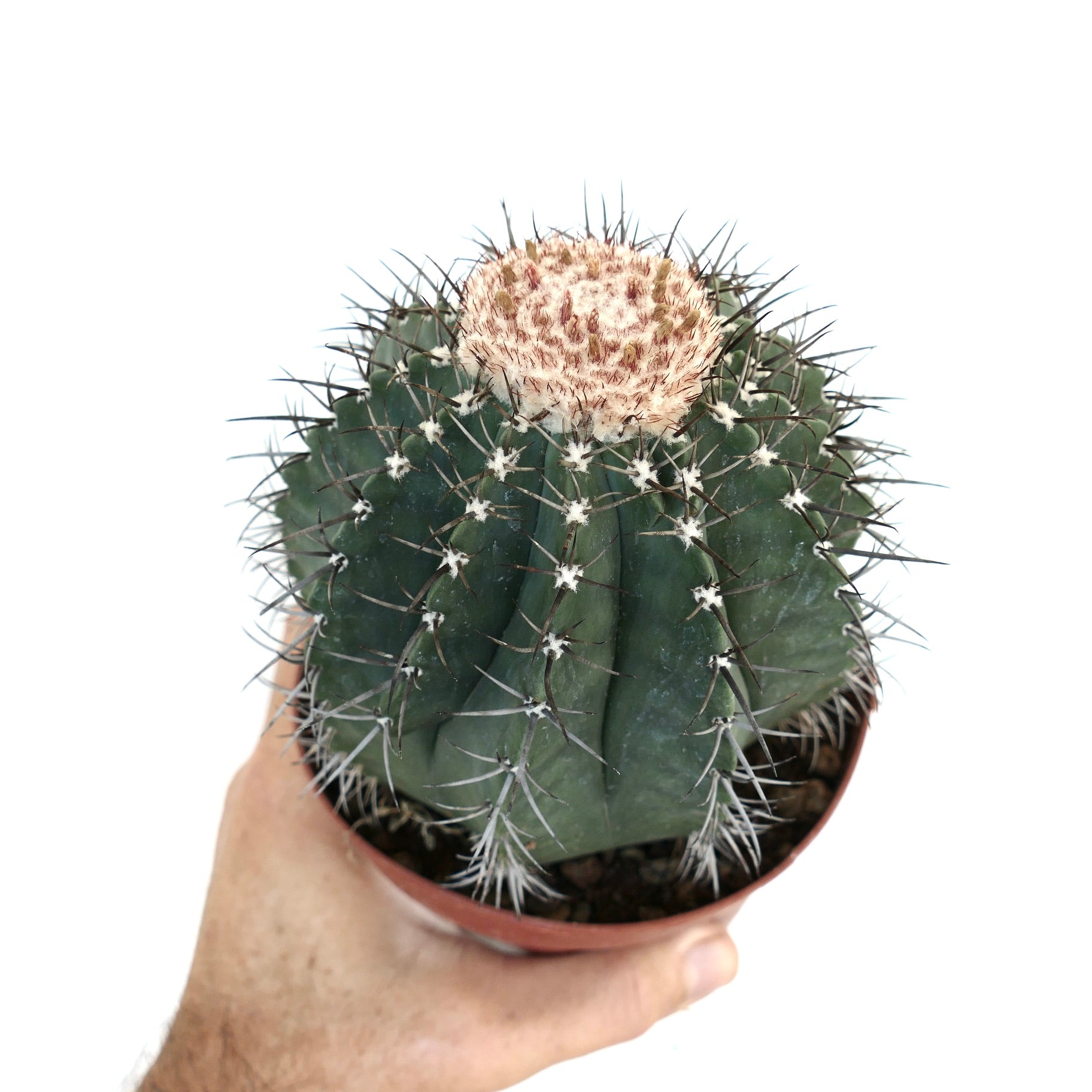 メロカクタス・グラウセンス | Botanical Archive | 非常に希少 | 購入する