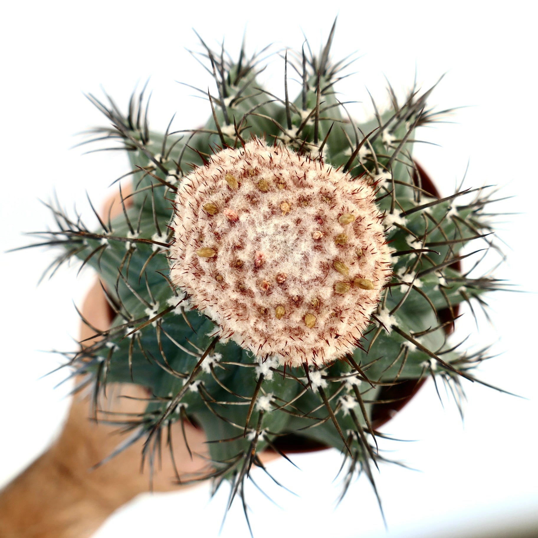 멜로카투스 글라우세센스 흰 세팔리움의 클로즈업 상단 뷰로, 녹색 가시 리브와 대비되는 작고 붉은 가시가 있는 솜털 같은 흰 세팔리움에 초점을 맞춤.