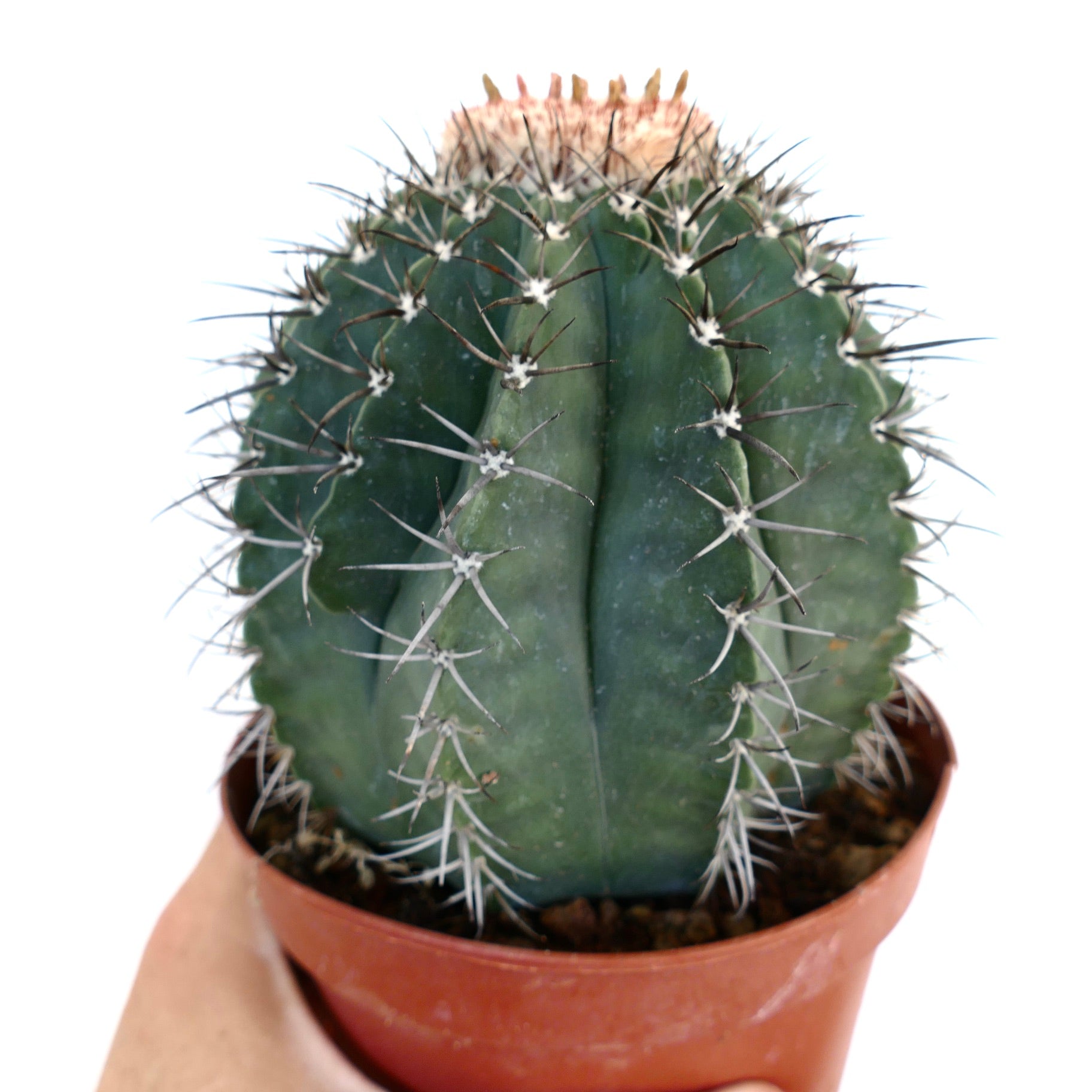 화분에 담긴 멜로카투스 글라우센스 화이트 세팔륨 측면 클로즈업으로, 높고 골진 구조와 곡선형 가시, 그리고 위쪽에서 자라기 시작하는 세팔륨을 강조합니다.