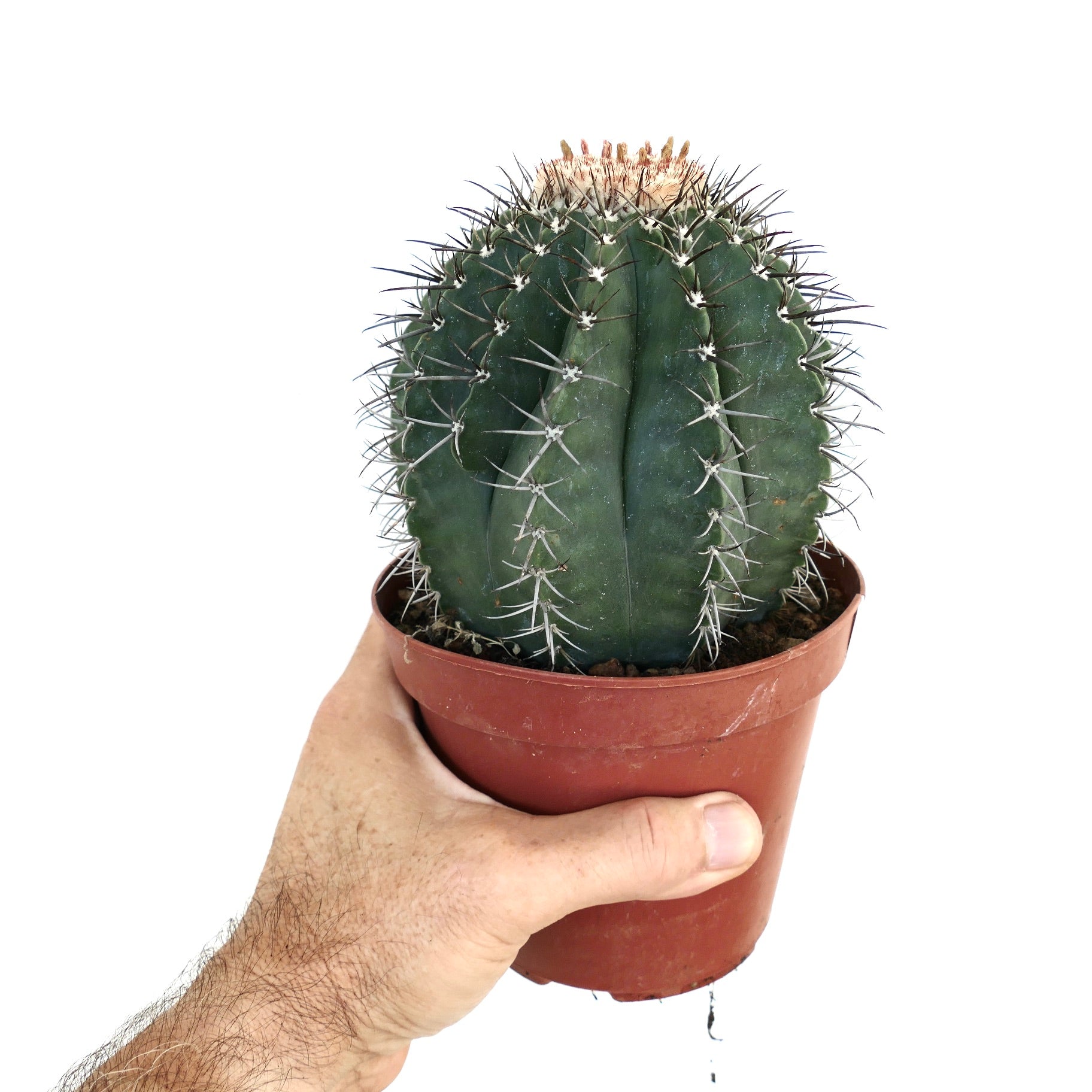 メロカクタス メロカクタス・グラウセンス | Botanical Archive | 非常に希少 | 購入する