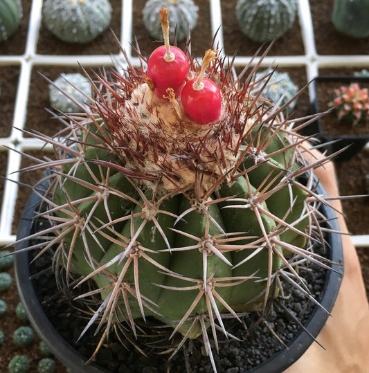 Semi di Melocactus guitartii