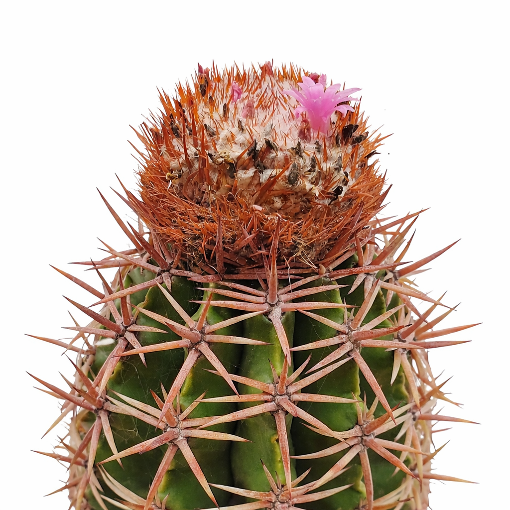 เมโลคาคทัส ฮิสปาโนลิกัส กระบองเพชรหายากมีหนามสีแดงเด่นชัดและดอกสีชมพูขนาดเล็กบนเซฟาลิอัม