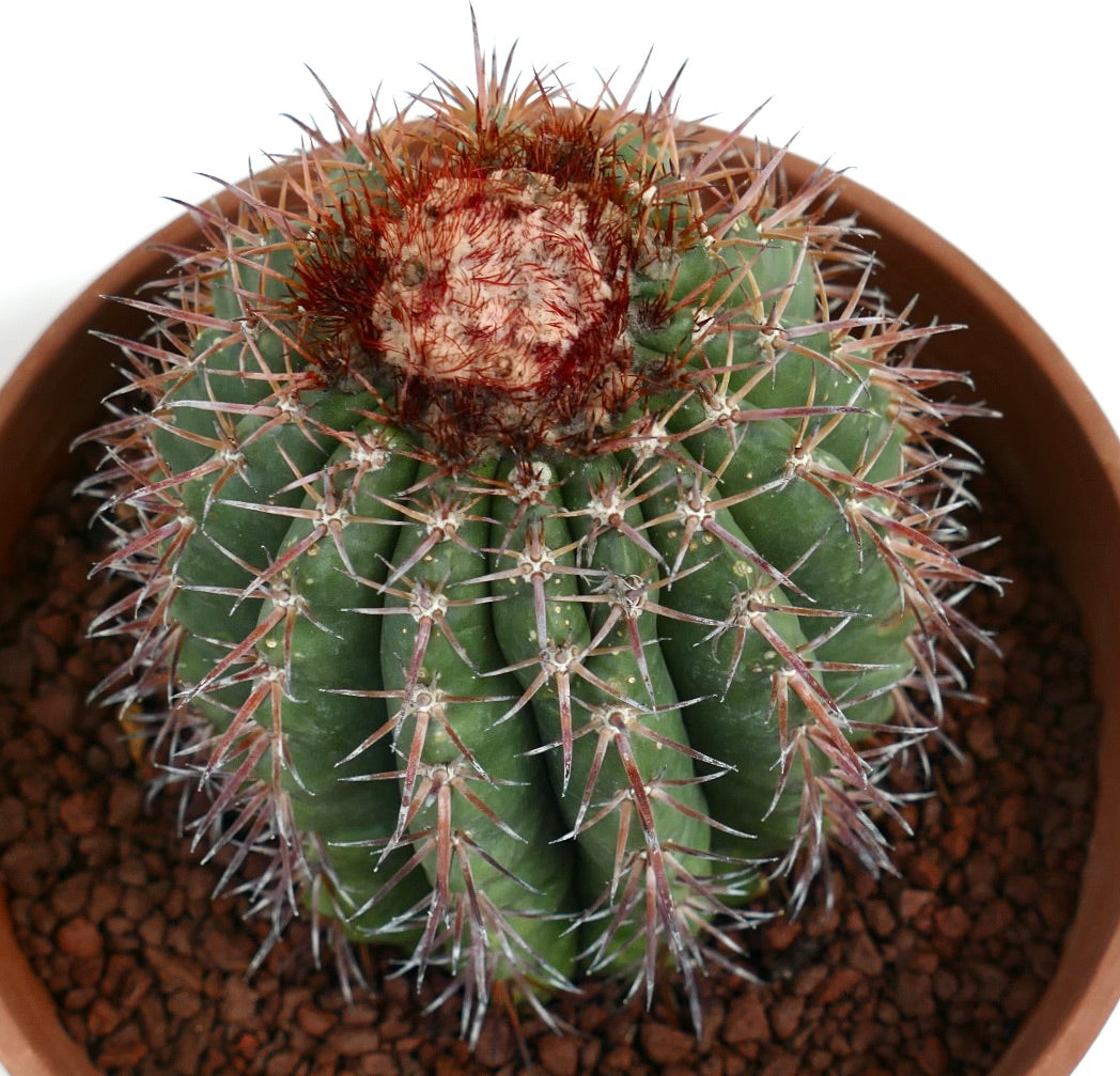 Melocactus jansenianus KK 543 (Perú, Rio Casma)