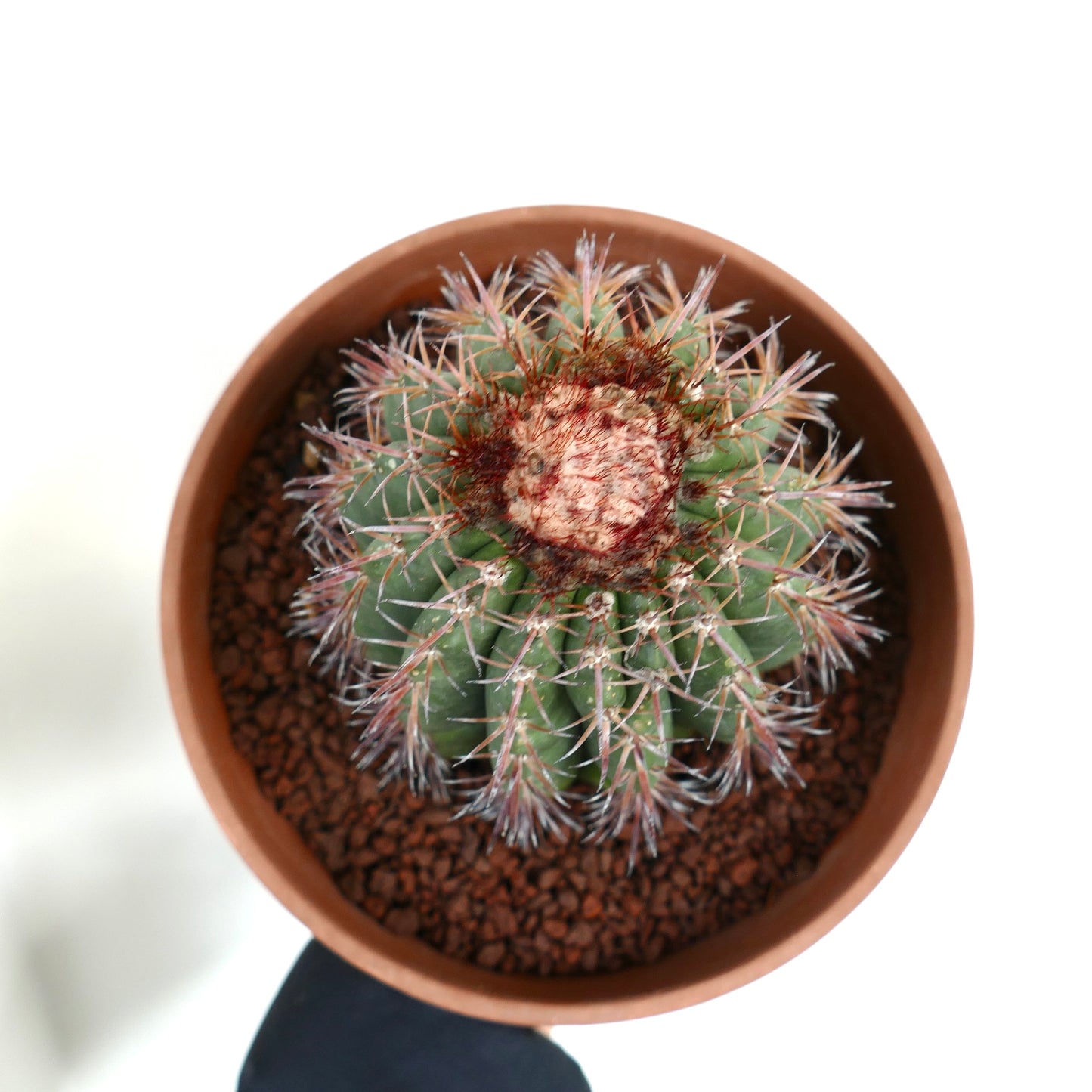 Melocactus jansenianus KK 543 (Perú, Rio Casma)