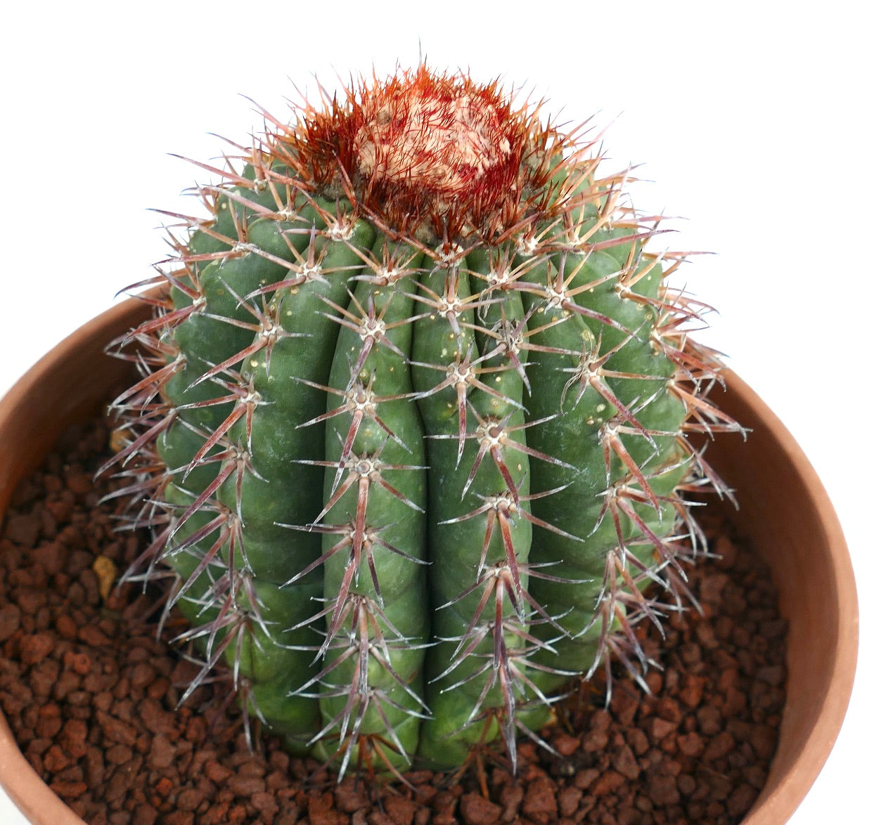 Melocactus jansenianus KK 543 (Perú, Rio Casma)