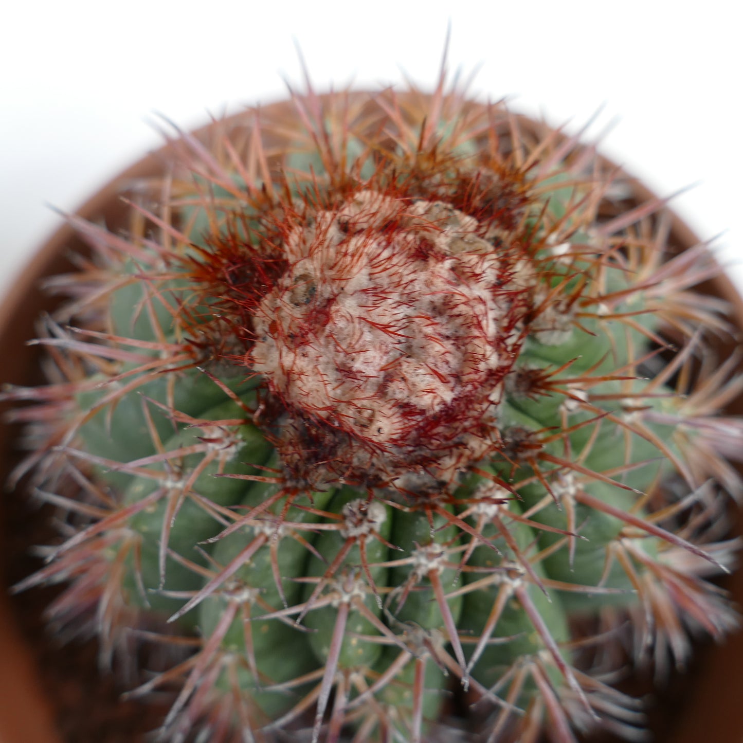 Melocactus jansenianus KK 543 (Perú, Rio Casma)