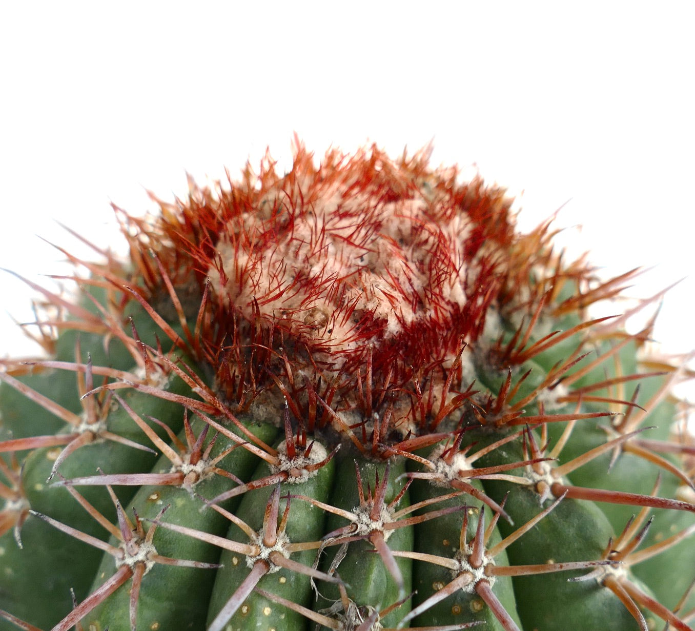 Melocactus jansenianus KK 543 (Perú, Rio Casma)
