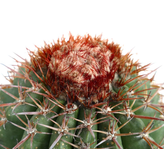 Melocactus jansenianus KK 543 (Perú, Rio Casma)