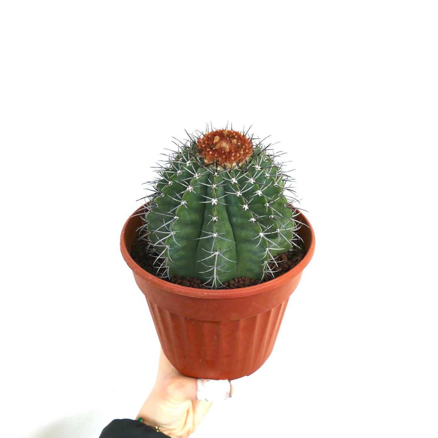 Melocactus lensselinkianus (north of Rio Jequitinhonha)