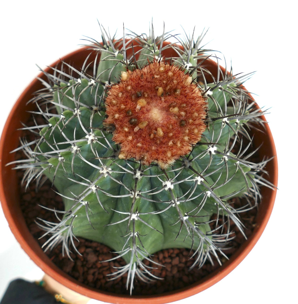 Melocactus lensselinkianus (north of Rio Jequitinhonha)