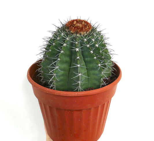 Melocactus lensselinkianus (north of Rio Jequitinhonha)