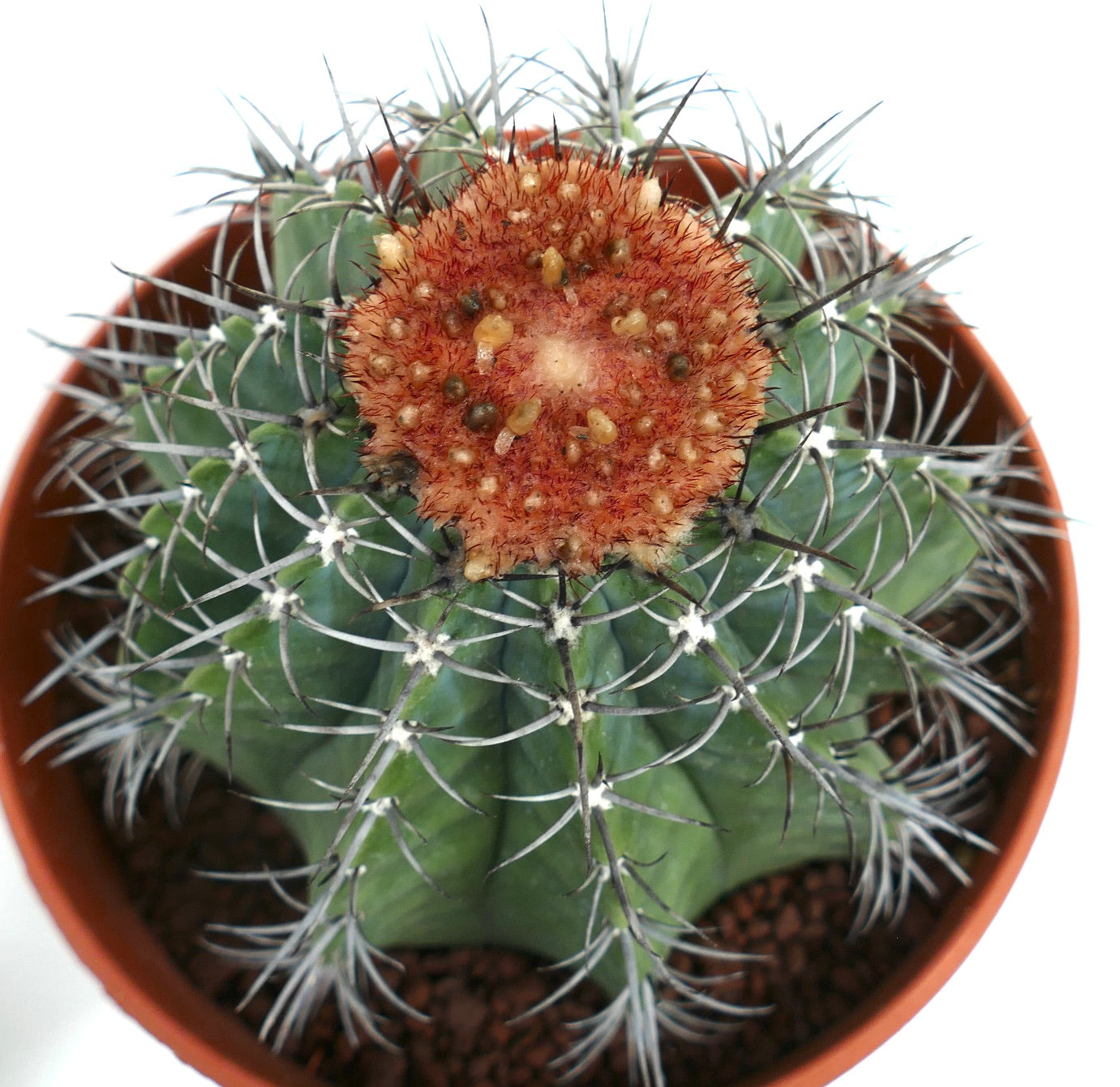 Melocactus lensselinkianus (north of Rio Jequitinhonha)