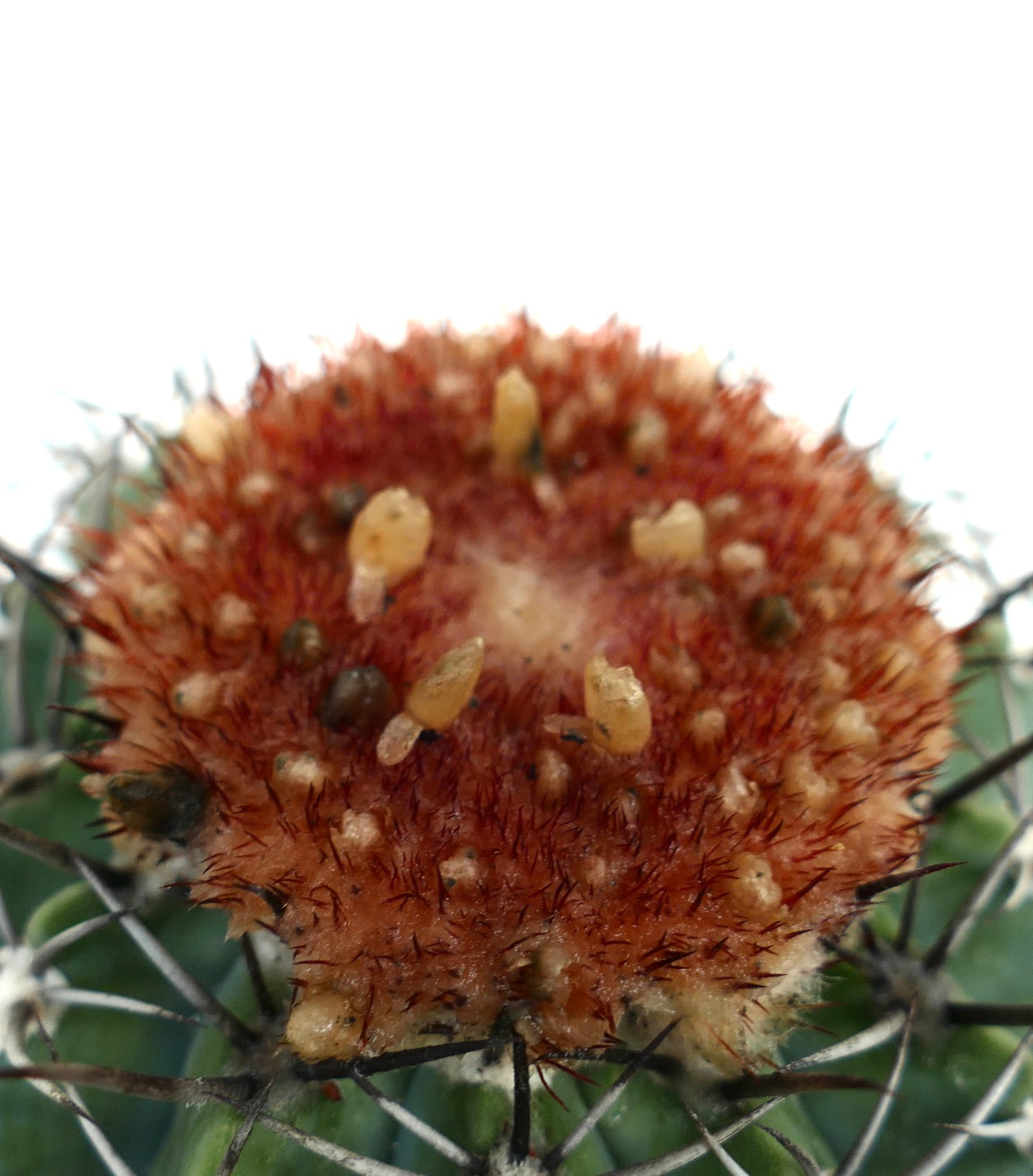 Melocactus lensselinkianus (north of Rio Jequitinhonha)