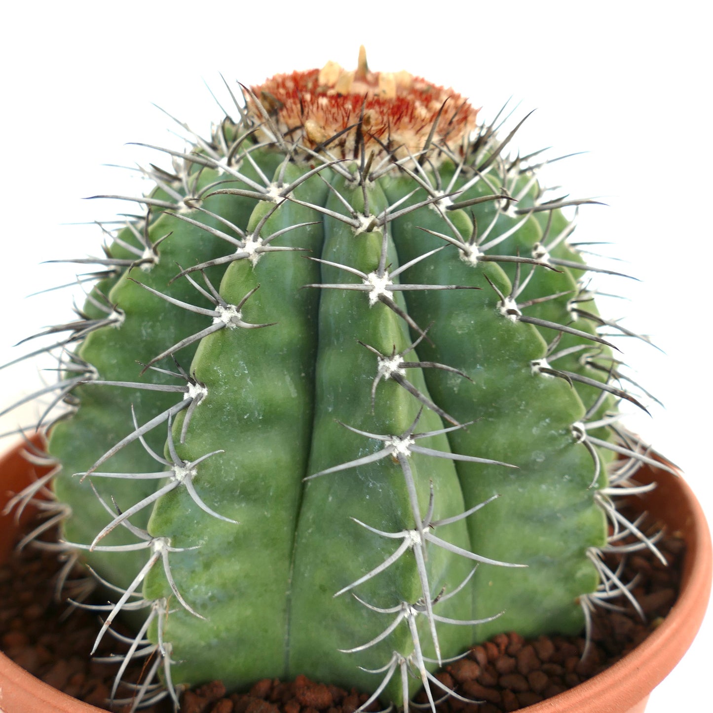 Melocactus lensselinkianus (north of Rio Jequitinhonha)