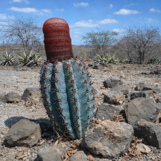 Melocactus levitestatus (near Manga, Bahia, BRAZIL) SEEDS