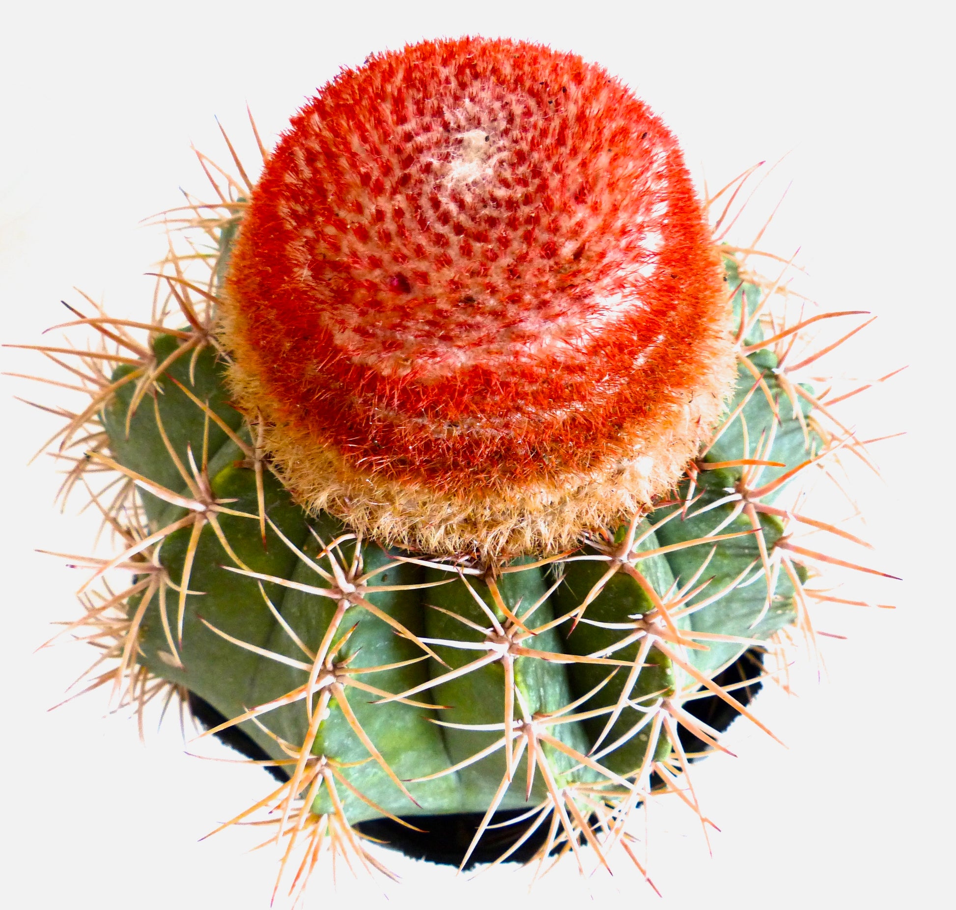 Melocactus matanzanus-kaktus med lys rød cephalium og lange beige torner