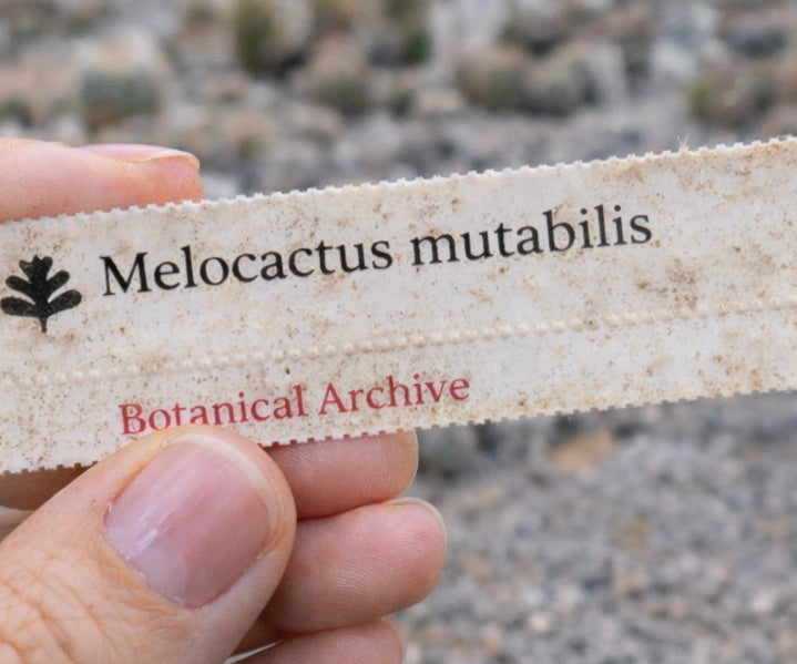 Printed plant label for Melocactus mutabilis held outdoors with blurred soil background