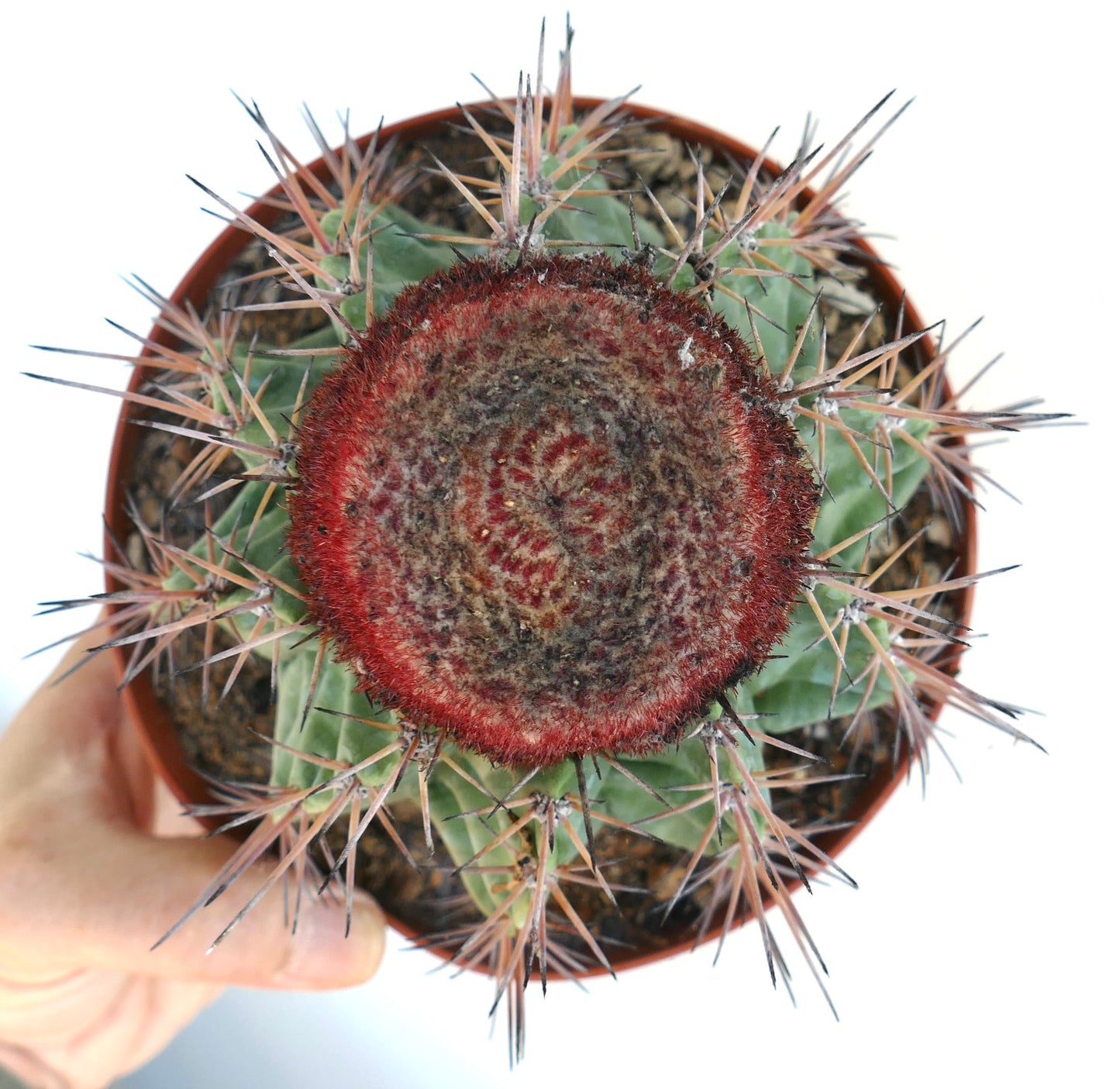 Melocactus nagyi rare cactus with green ribbed body and dense reddish cephalium