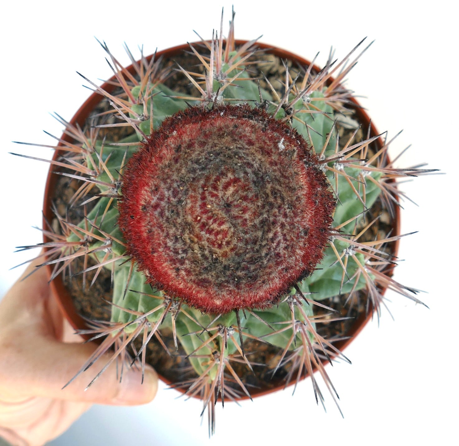 Melocactus nagyi rare cactus with green ribbed body and dense reddish cephalium