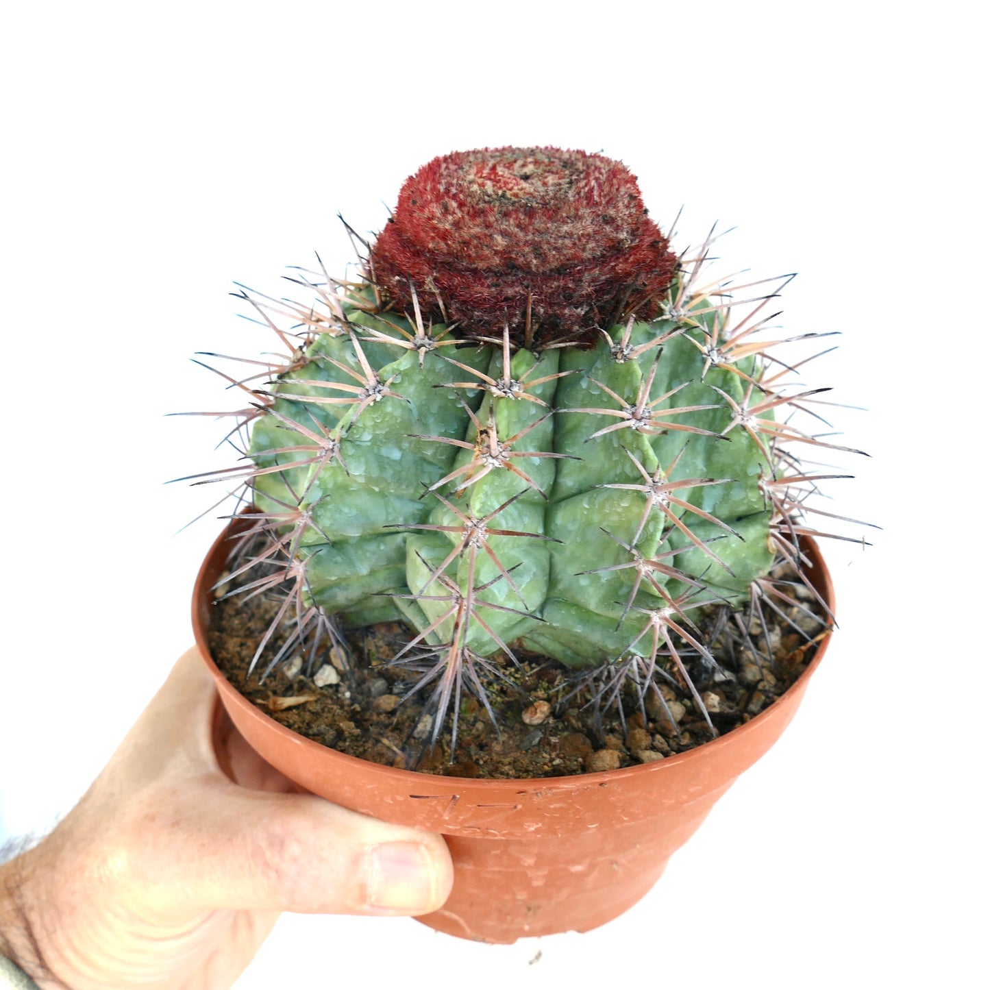 Melocactus nagyi rare cactus with green ribbed body and dense reddish cephalium