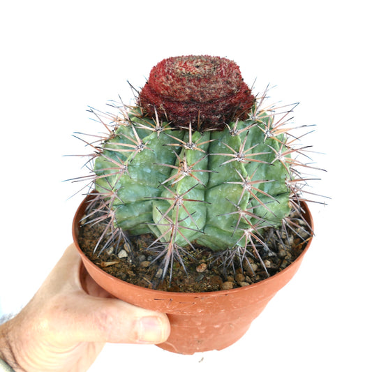 Melocactus nagyi rare cactus with green ribbed body and dense reddish cephalium