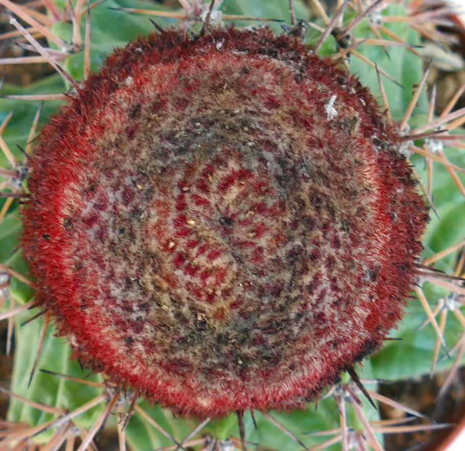 Melocactus nagyi rare cactus with green ribbed body and dense red cephalium spines