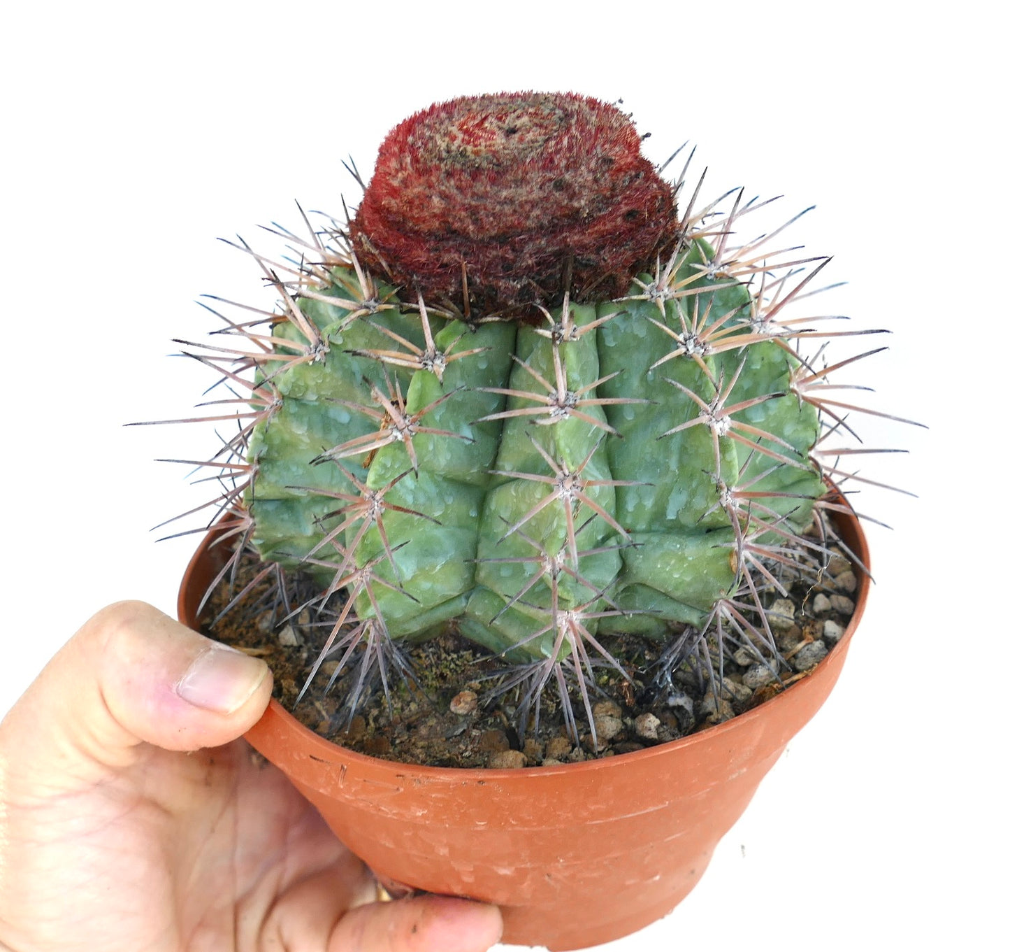 Melocactus nagyi green globular cactus with prominent spines and red cephalium