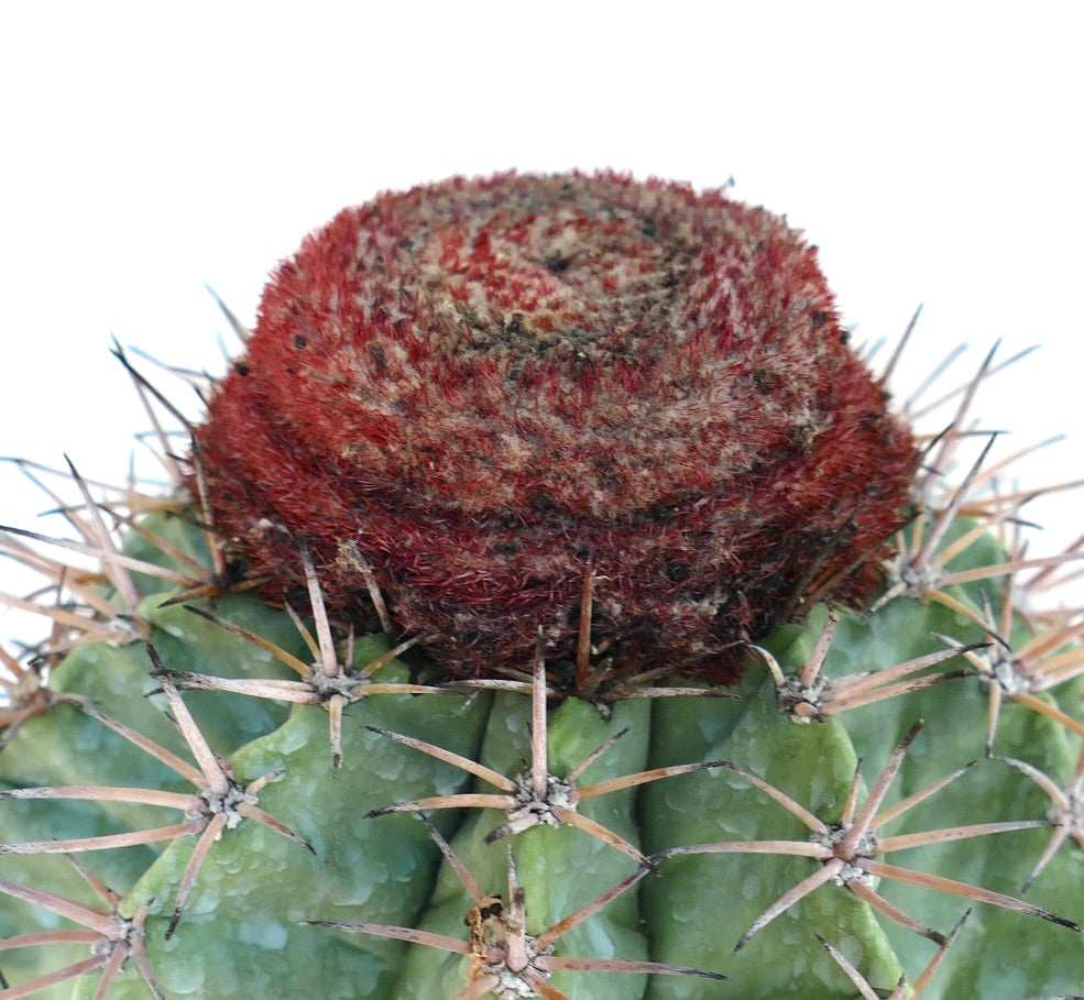 Melocactus nagyi green cactus with prominent spines and red cephalium in pot