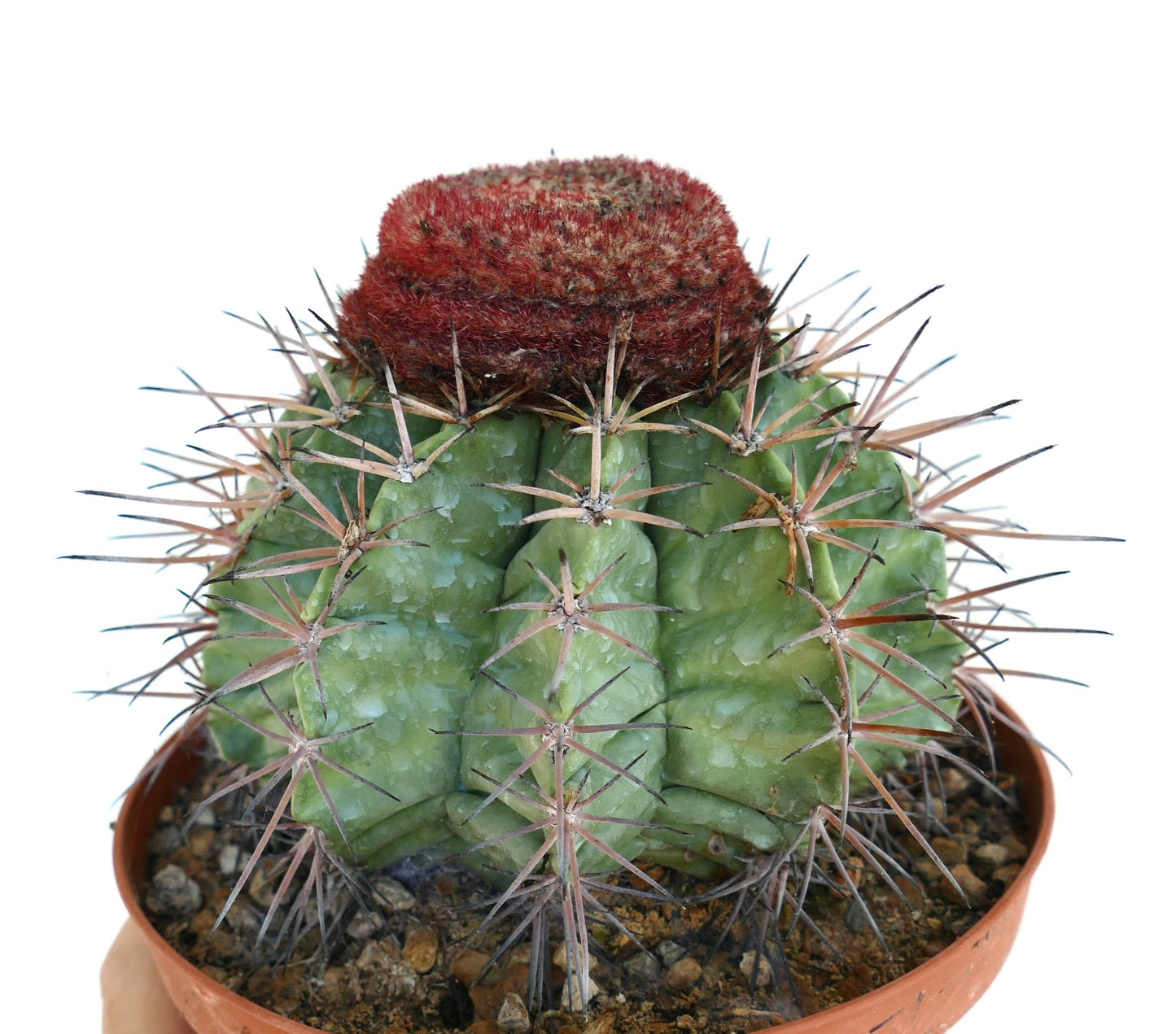 Melocactus nagyi rare cactus with green ribbed body and dense reddish cephalium