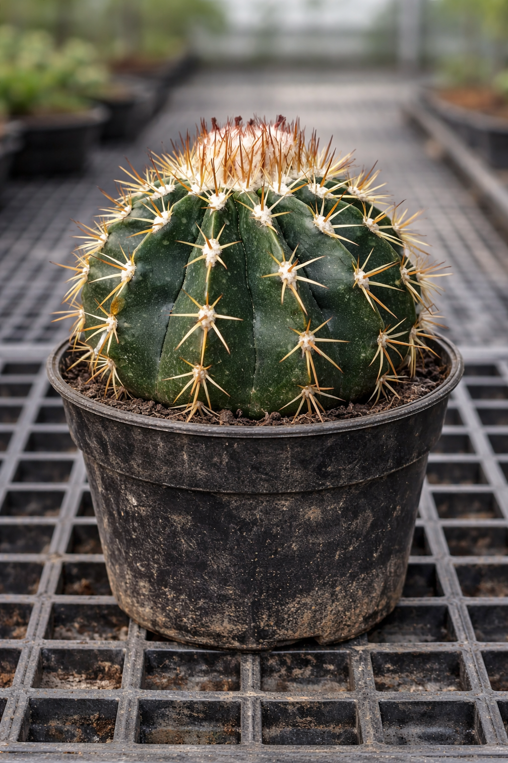 Melocactus rubriseatosus cacto raro com espinhos proeminentes em vaso de viveiro preto