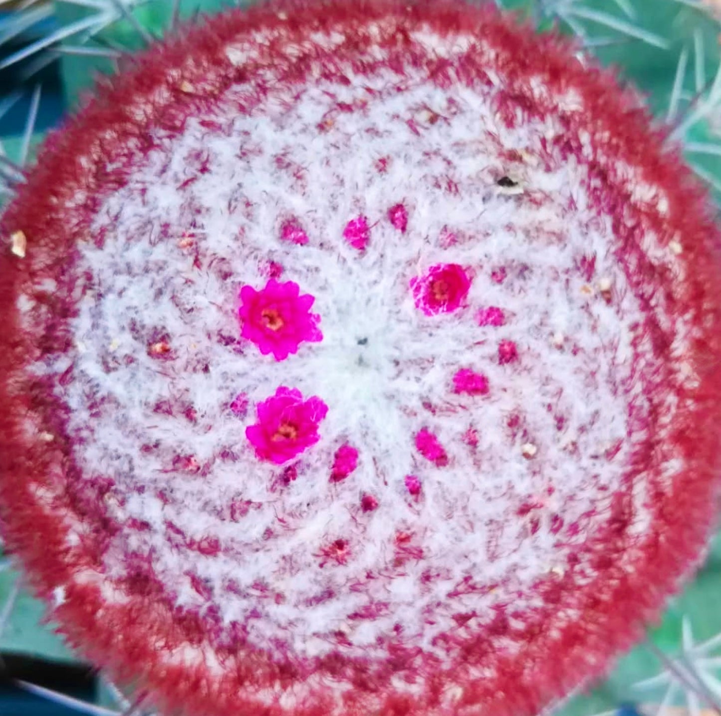 멜로카투스 루브리스피누스 희귀 선인장, 붉은 가시와 밝은 분홍 꽃이 피는