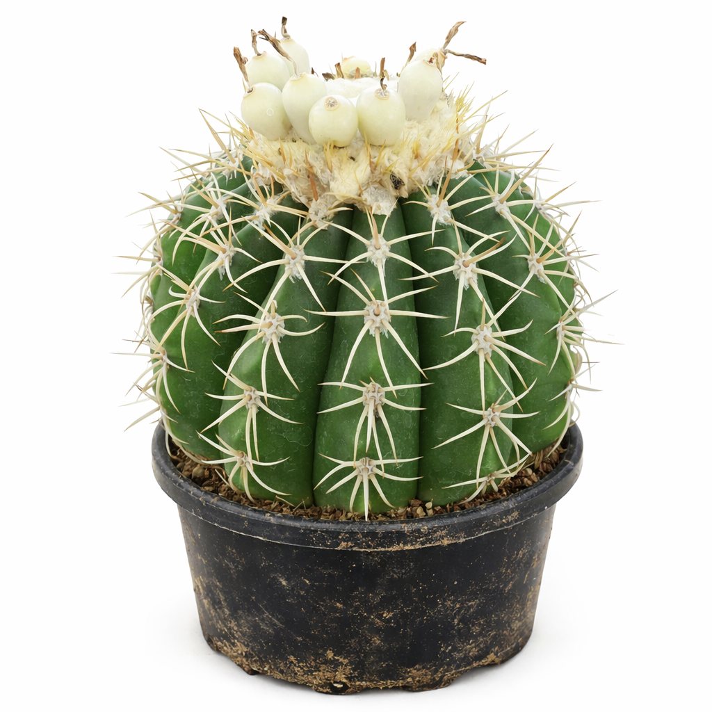 멜로카터스 루에스티이 선인장, 흰색 열매와 긴 가시, 검은색 화분에 담긴 모습