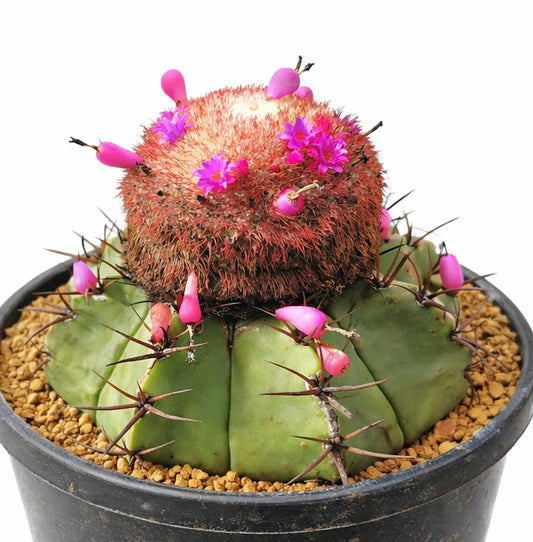 Melocactus seabrasensis cacto raro com fruto rosa e flores vibrantes em vaso