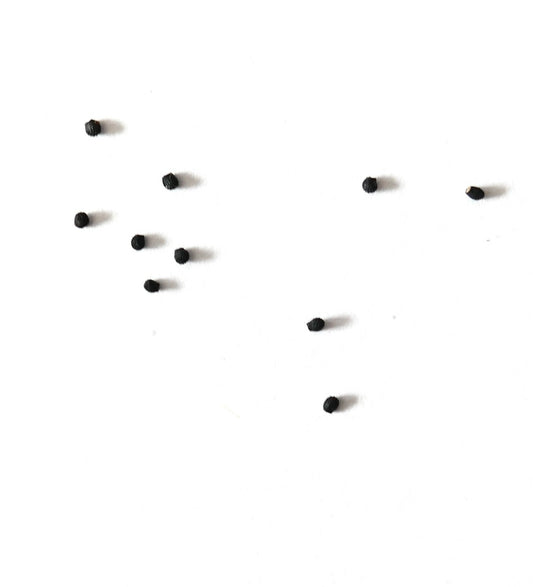 Sementes pequenas de cacto preto Melocactus seabrasensis em fundo branco