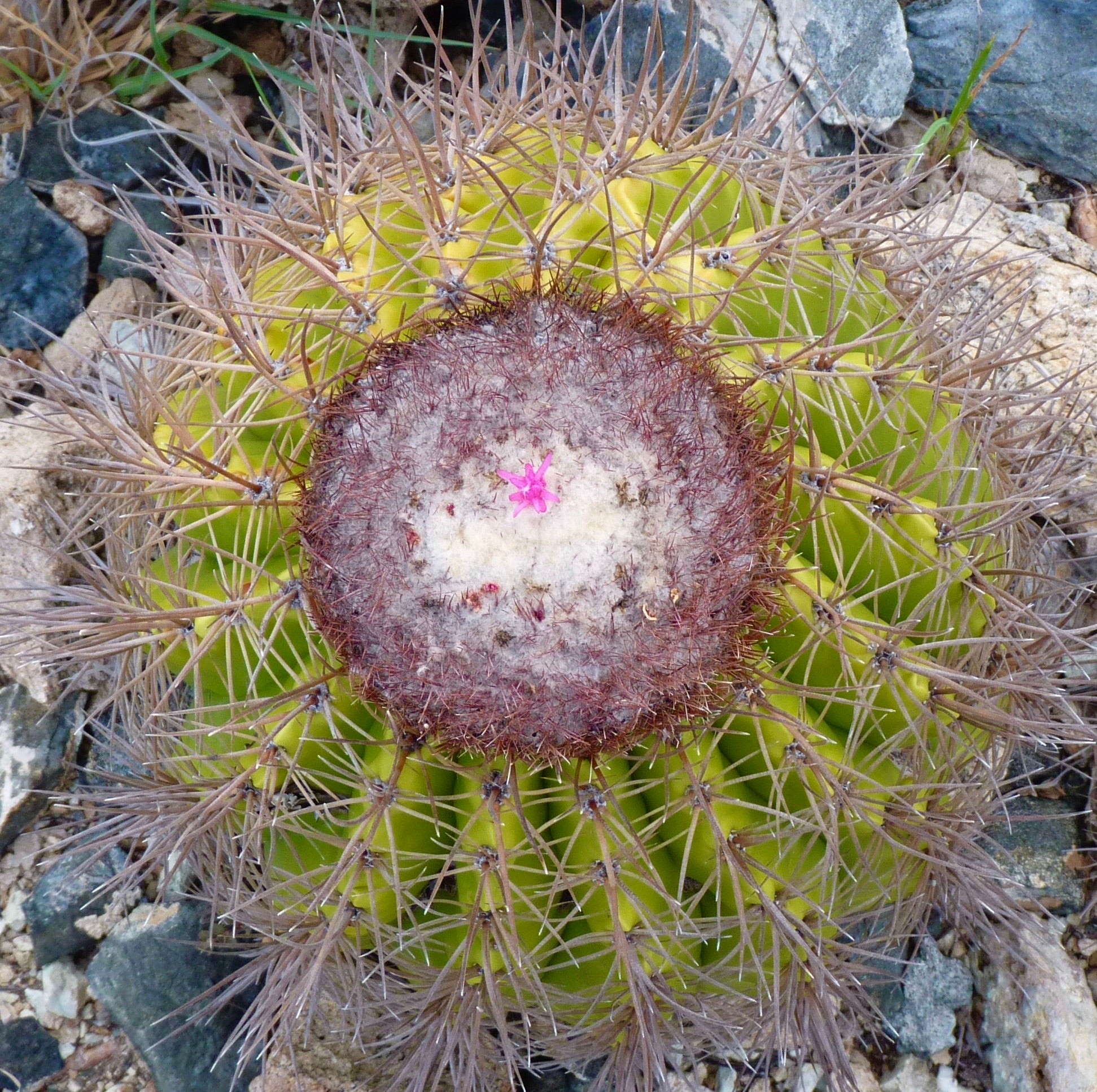 멜로카투스 속. 촘촘한 가시와 꼭대기에 작은 분홍색 꽃이 있는 희귀 선인장