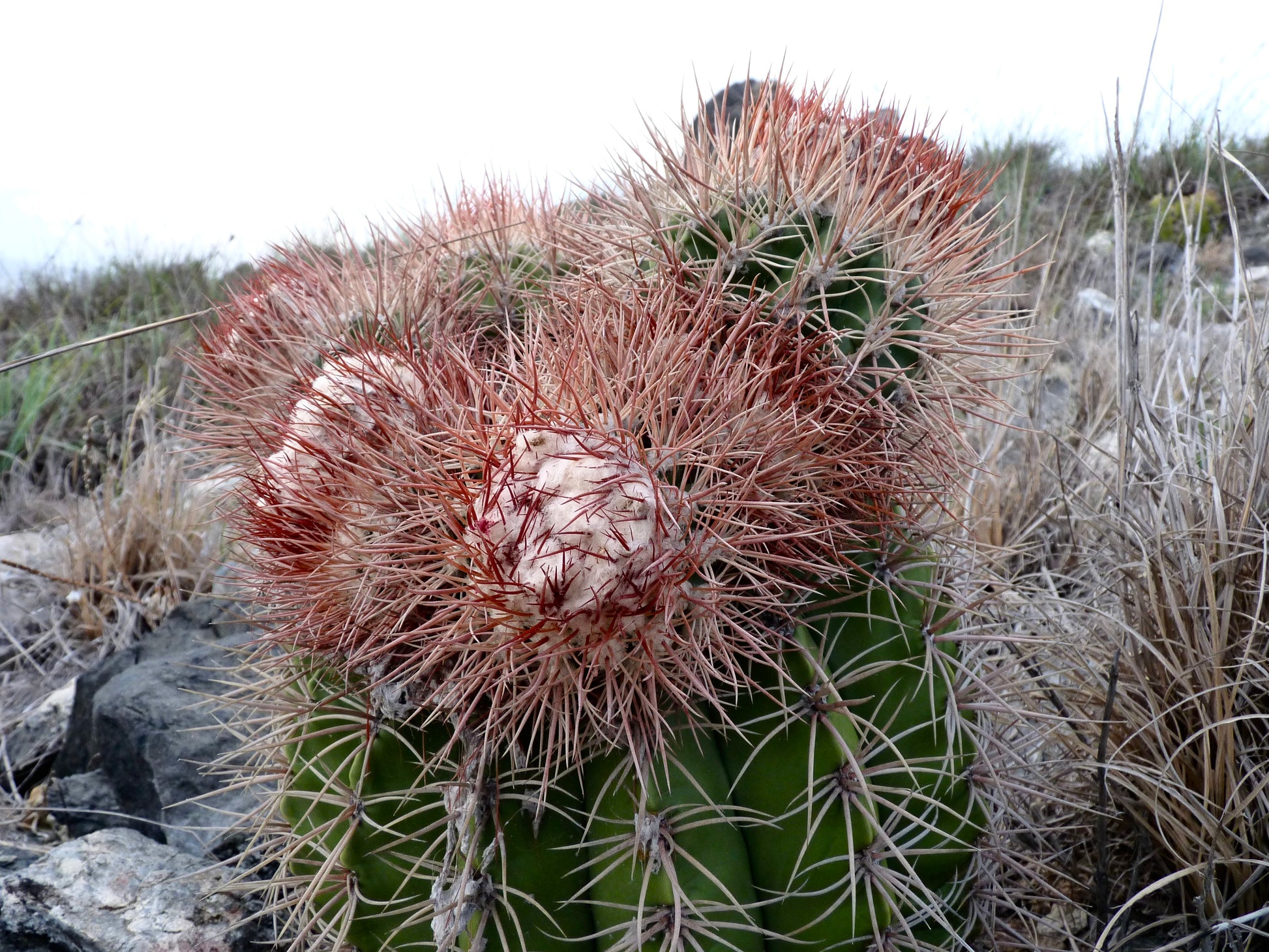 Melocactus sp. raro cactus con espinas densas rojizas y cefalio lanoso en hábitat natural