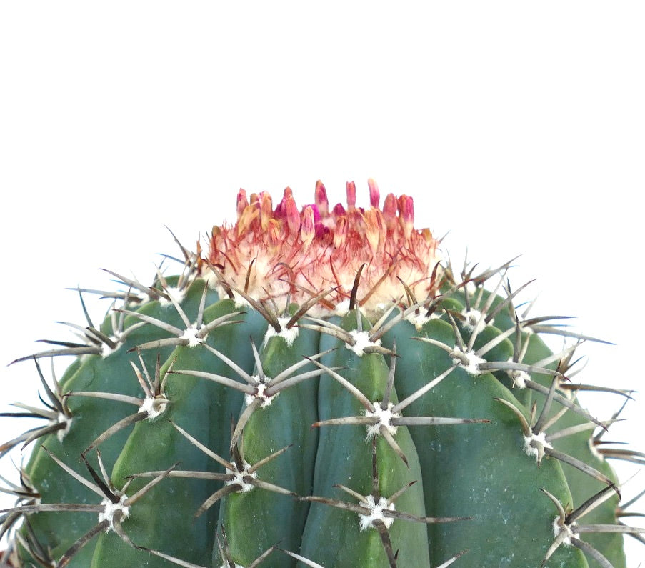 쿠바 마캄포의 멜로카투스 클로즈업, 둥근 녹색 몸체에 긴 흰 가시가 덮여 있으며 꼭대기에 붉은 세팔리움이 있어 작은 분홍색 꽃봉오리를 형성함