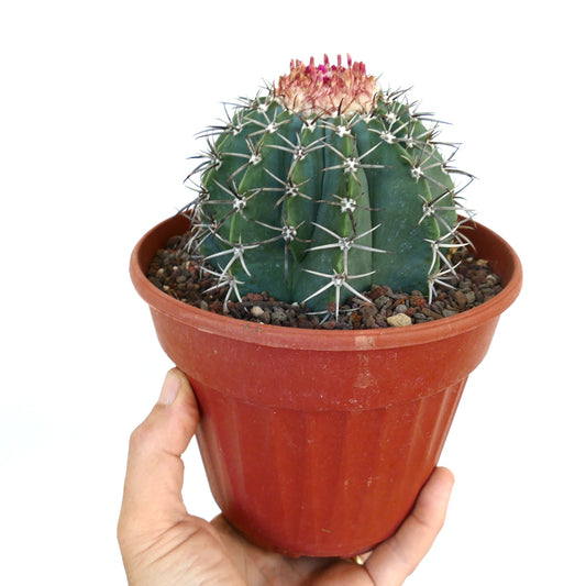 Potted Melocactus from Macampo, Cuba held in a hand, showing its ribbed green stem, sharp radial spines, and cephalium with pinkish growth at the crown.
