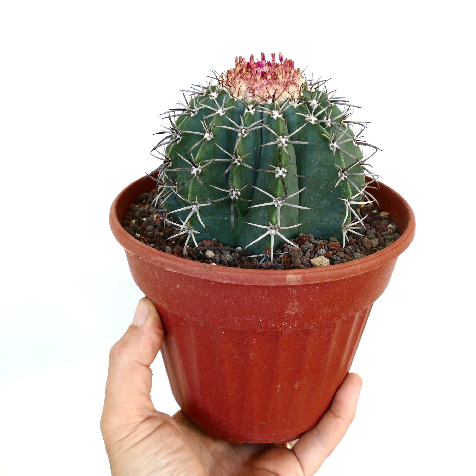 플라스틱 주황색 화분에 담긴 멜로카투스, 구형의 녹색 몸체와 뚜렷한 흰 가시, 그리고 솜털이 있는 두상체에서 빨간 핑크색 싹이 돋아나고 있습니다.