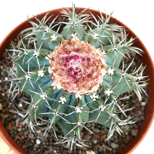 Top view of Melocactus in a pot showing its radial spine arrangement and the central cephalium dotted with pink flower buds.