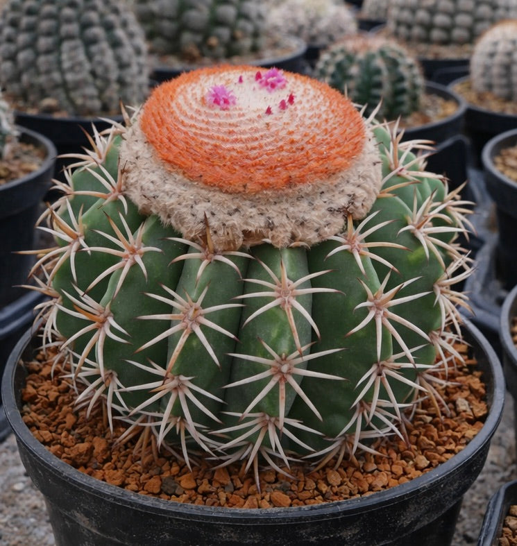 멜로카투스 젠트네리 희귀 선인장, 주황색 두상체와 흰 가시가 있는 화분 내 선인장