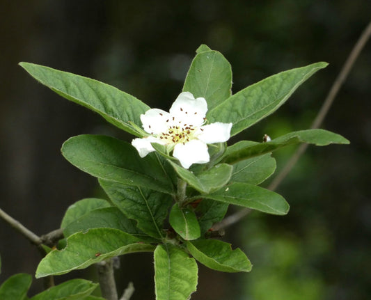 Mespilus germanica white flower with green ovate leaves on woody stem