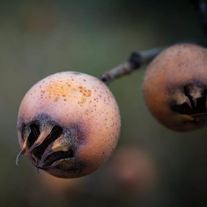 Mespilus germanica ripe brown fruit with textured skin and dried sepals on branch