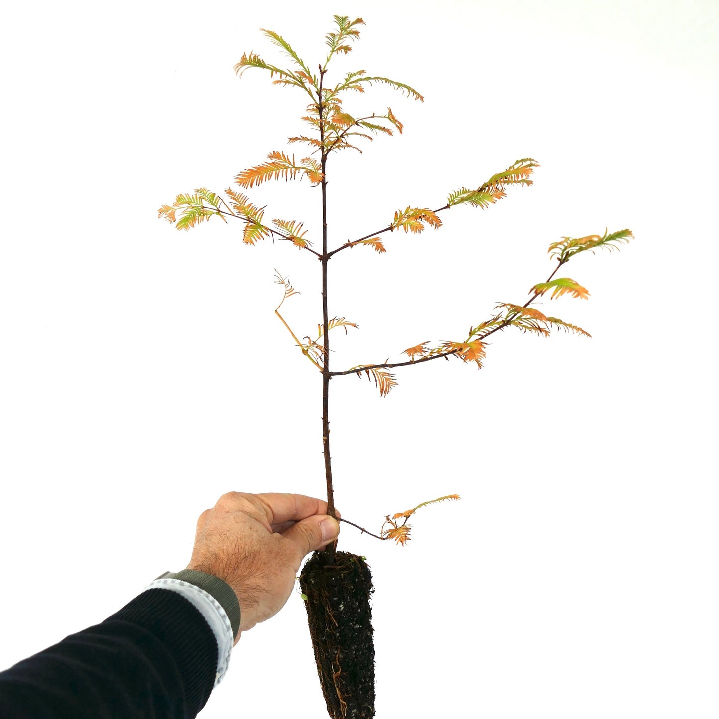 Metasequoia glyptostroboides