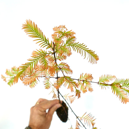 Metasequoia glyptostroboides