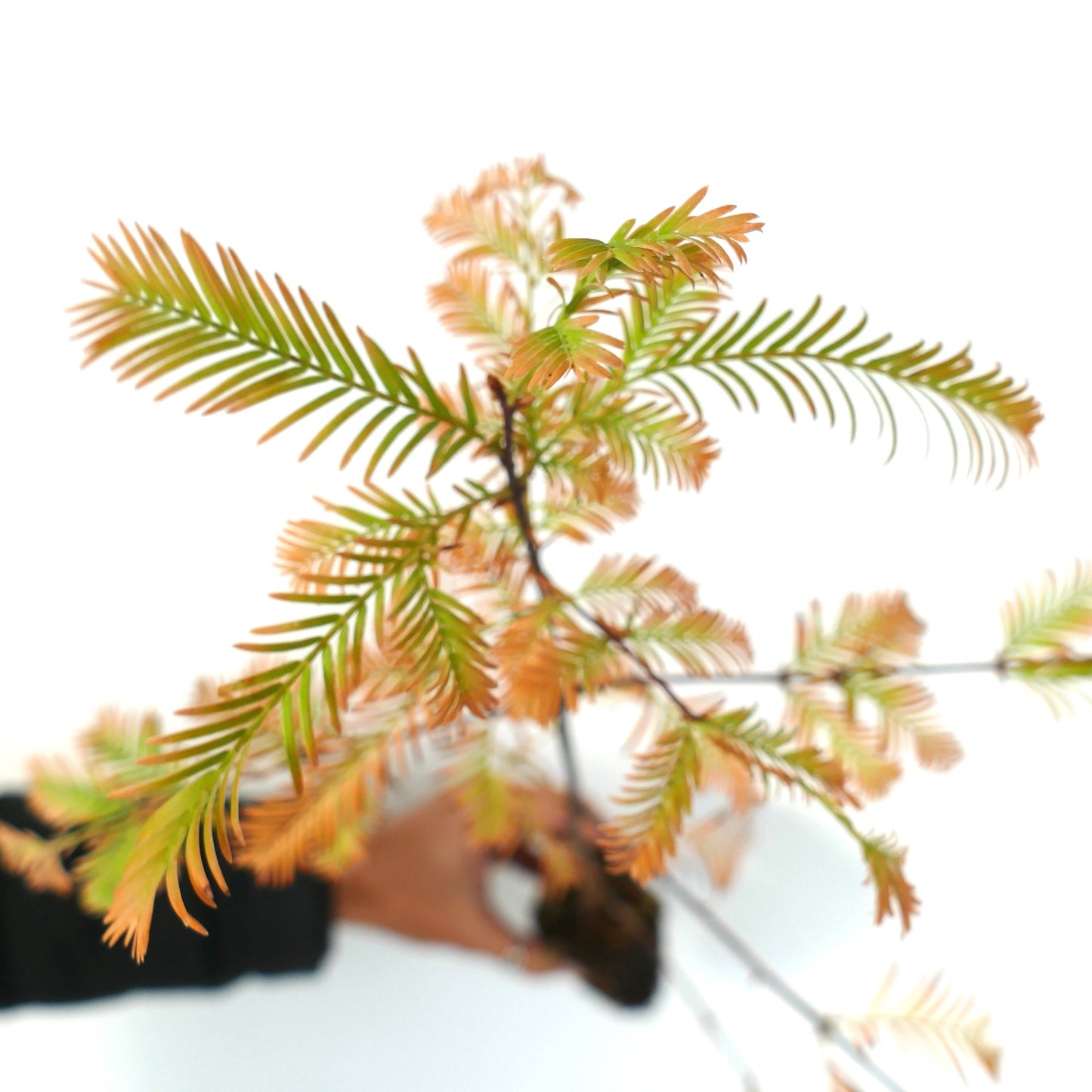 Metasequoia glyptostroboides