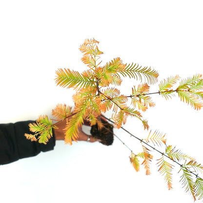 Metasequoia glyptostroboides