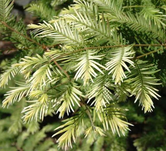 Metasequoia glyptostroboides cv 'Snow Flurries' variegated conifer with creamy white and green needle-like leaves