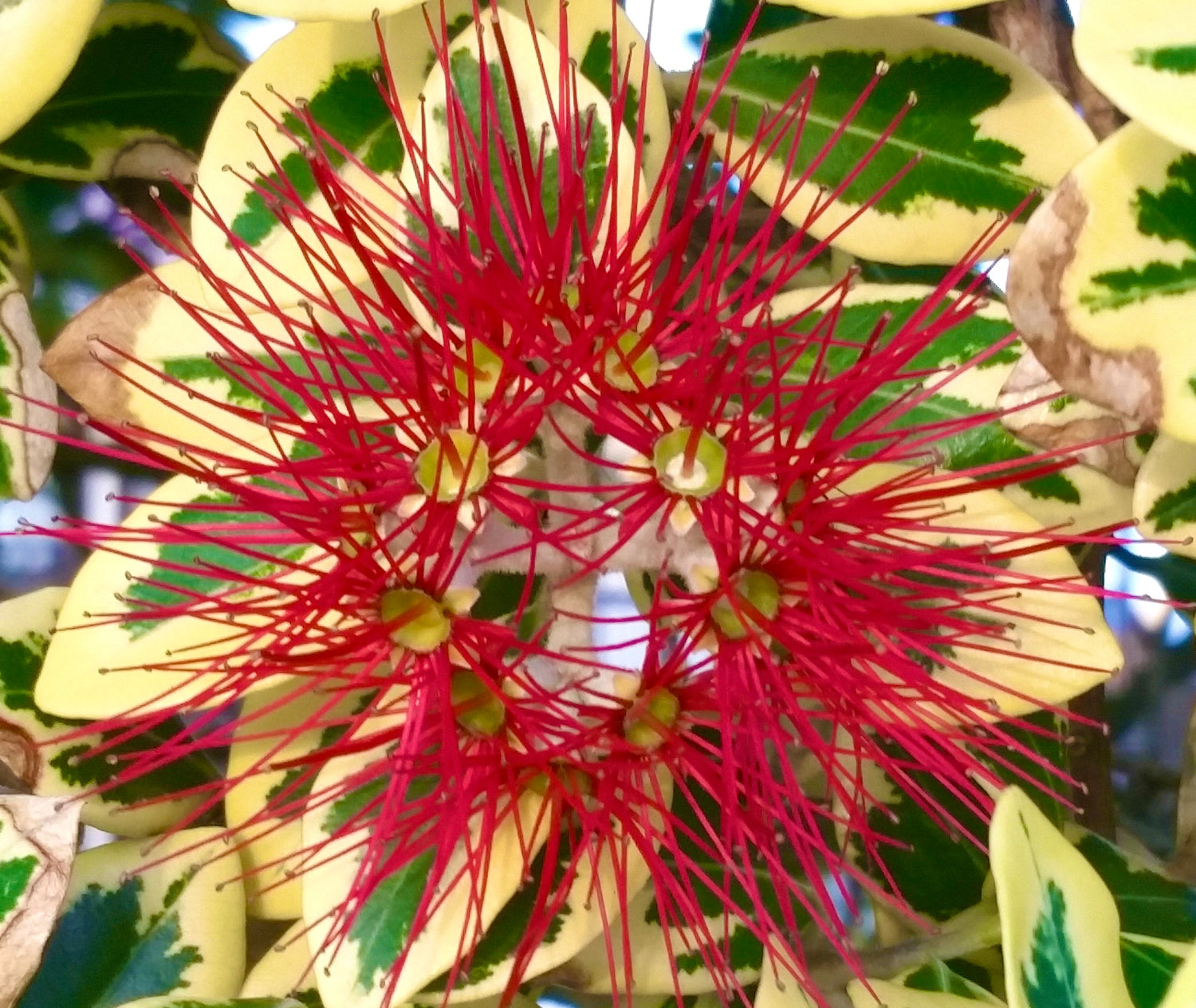 เกสรสีแดงสดของเมโทรซิเดรอส เอ็กเซลซา กับใบเขียวสลับเหลือง